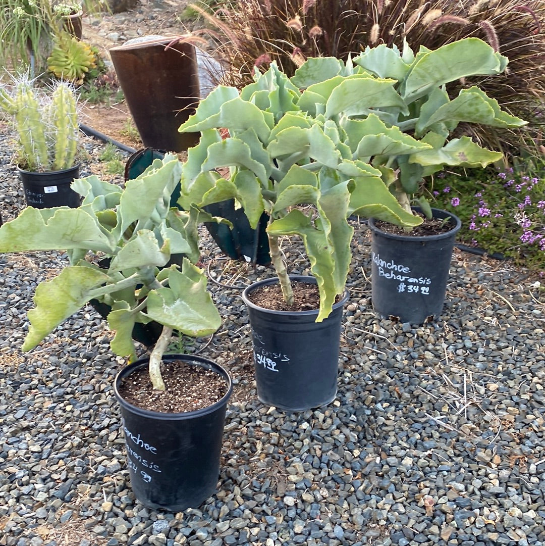 Kalanchoe beharensis