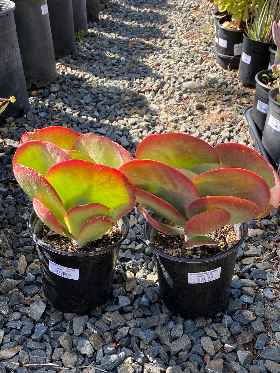 Kalanchoe luciae