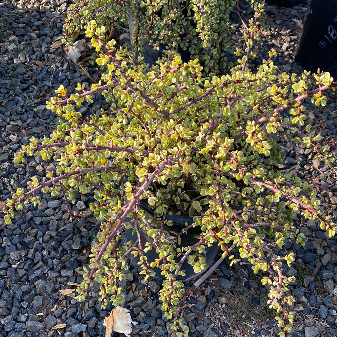 Portulacaria afra &