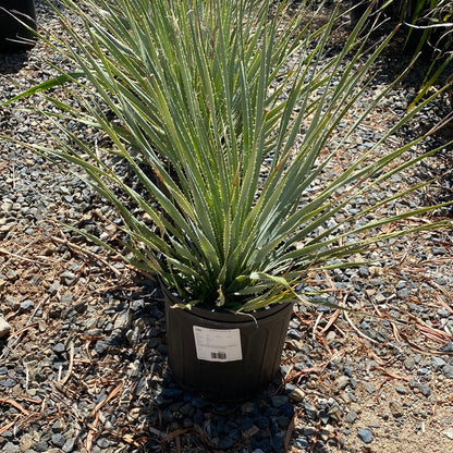 Dasylirion wheelri