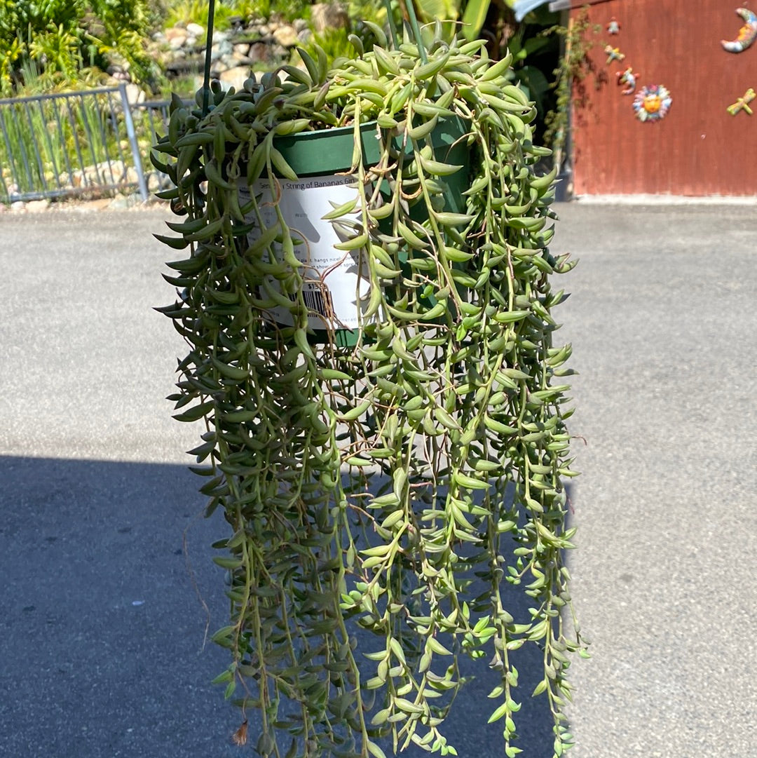 Senecio Radicans &