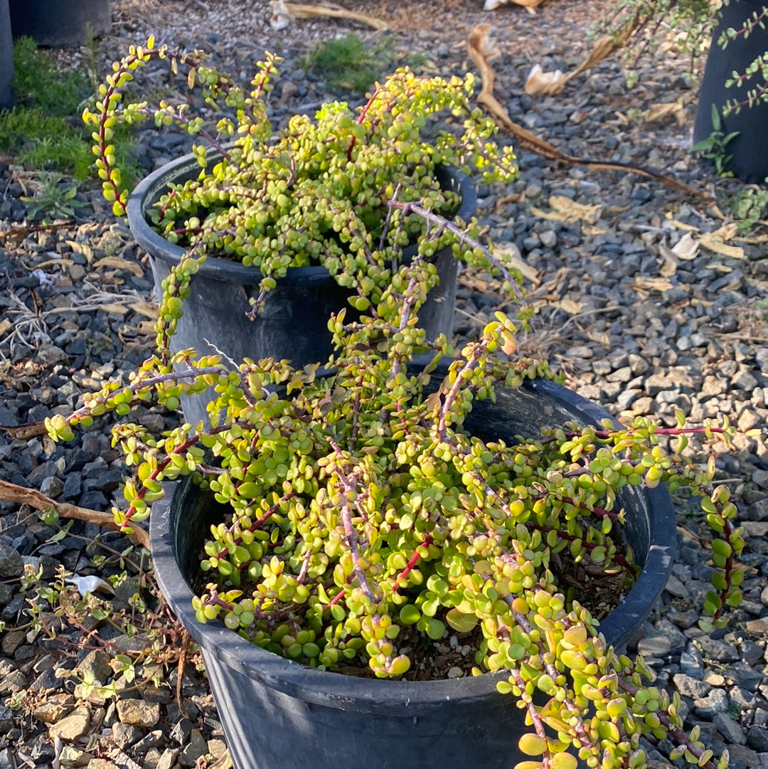 Portulacaria afra &