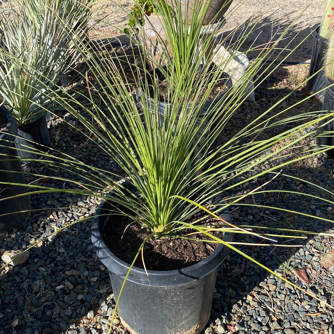 Dasylirion longissimum