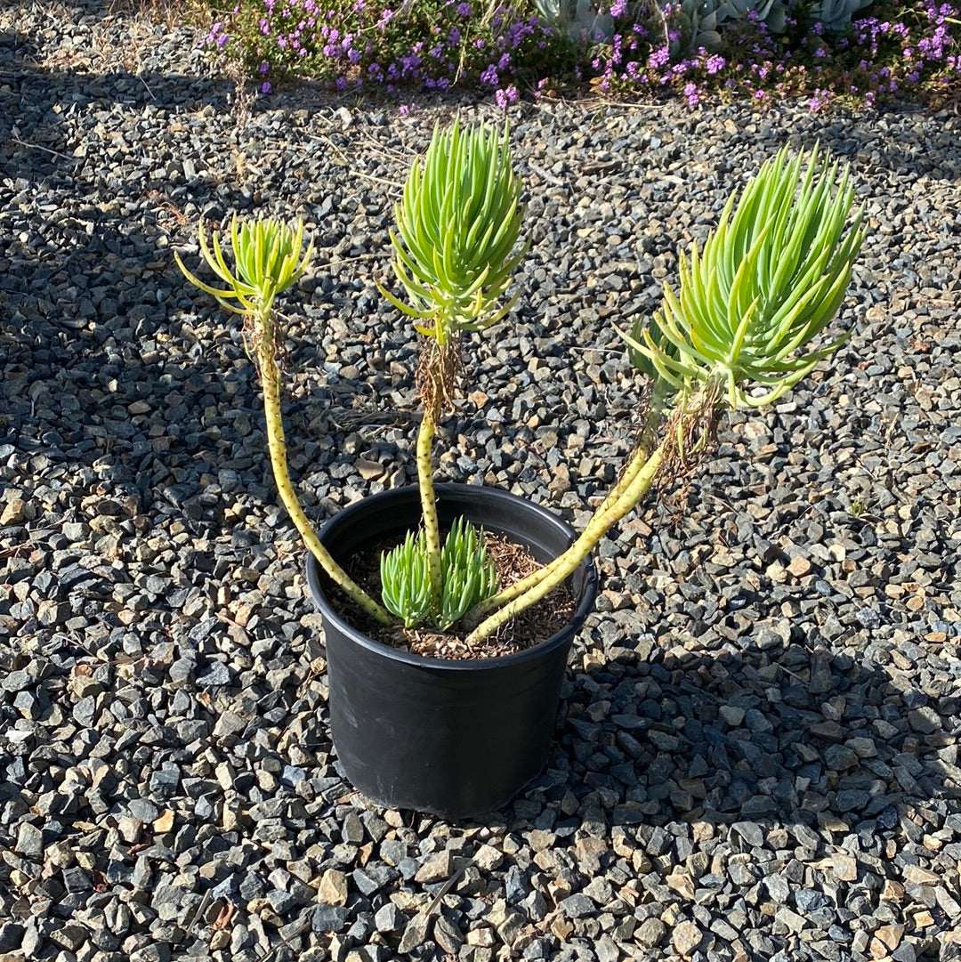 Senecio vitalis