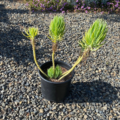 Senecio vitalis