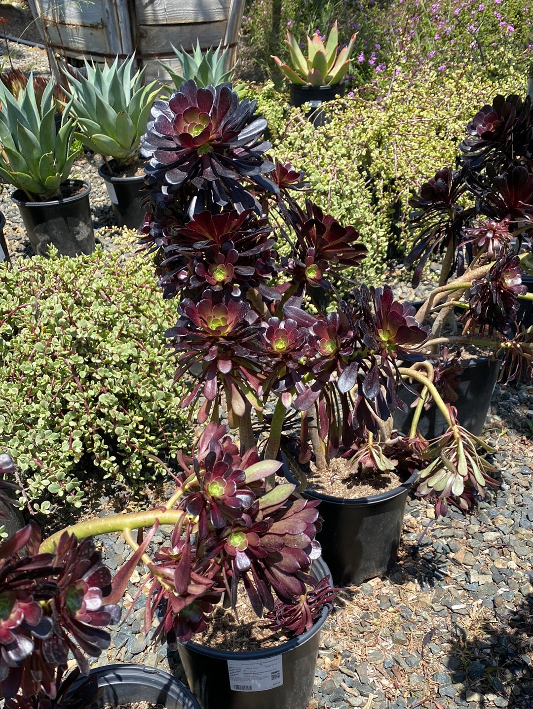 Aeonium arboreum &