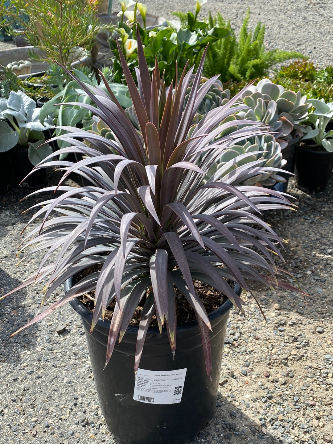 Yucca desmetiana