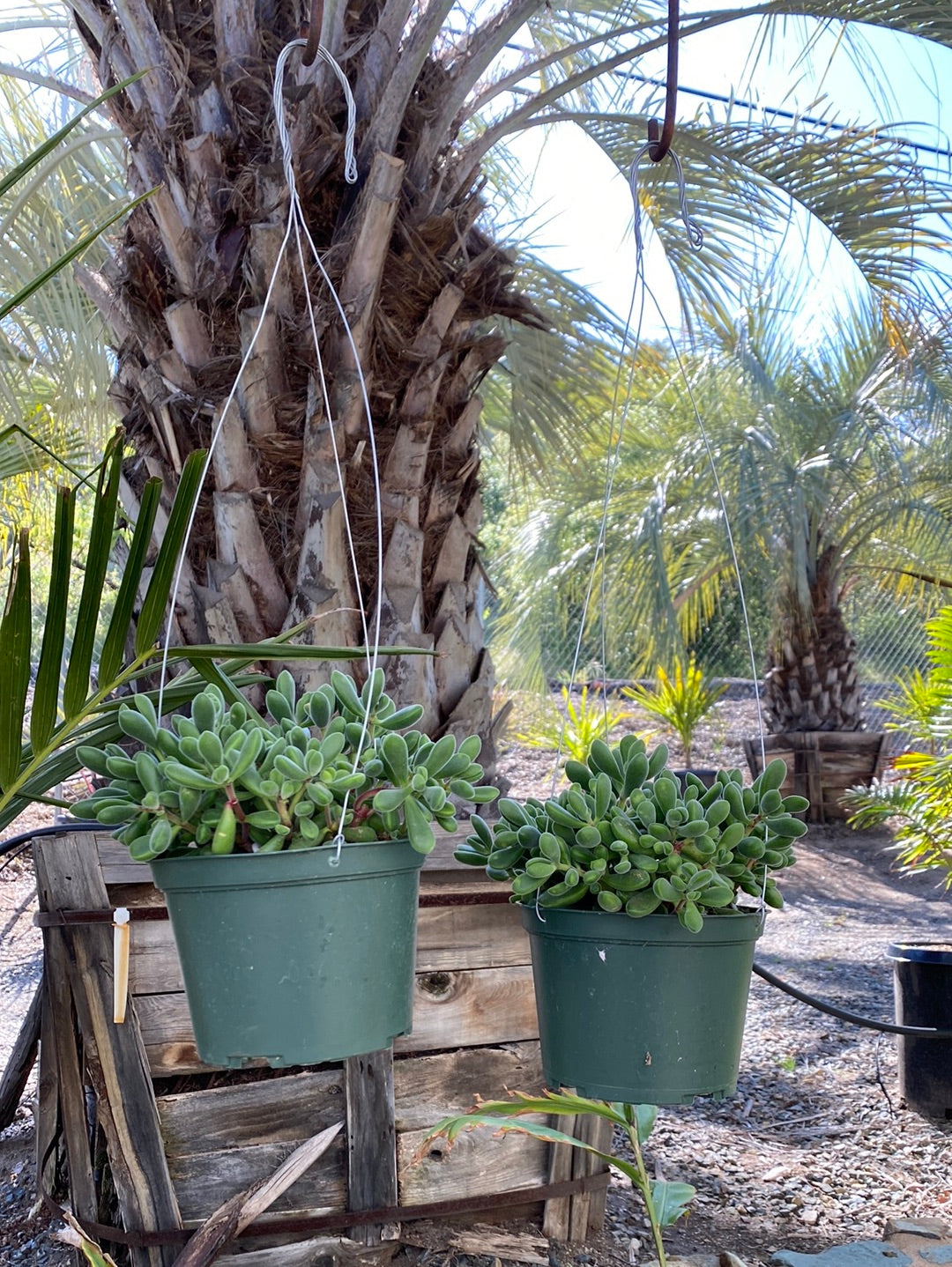 Crassula rogersii