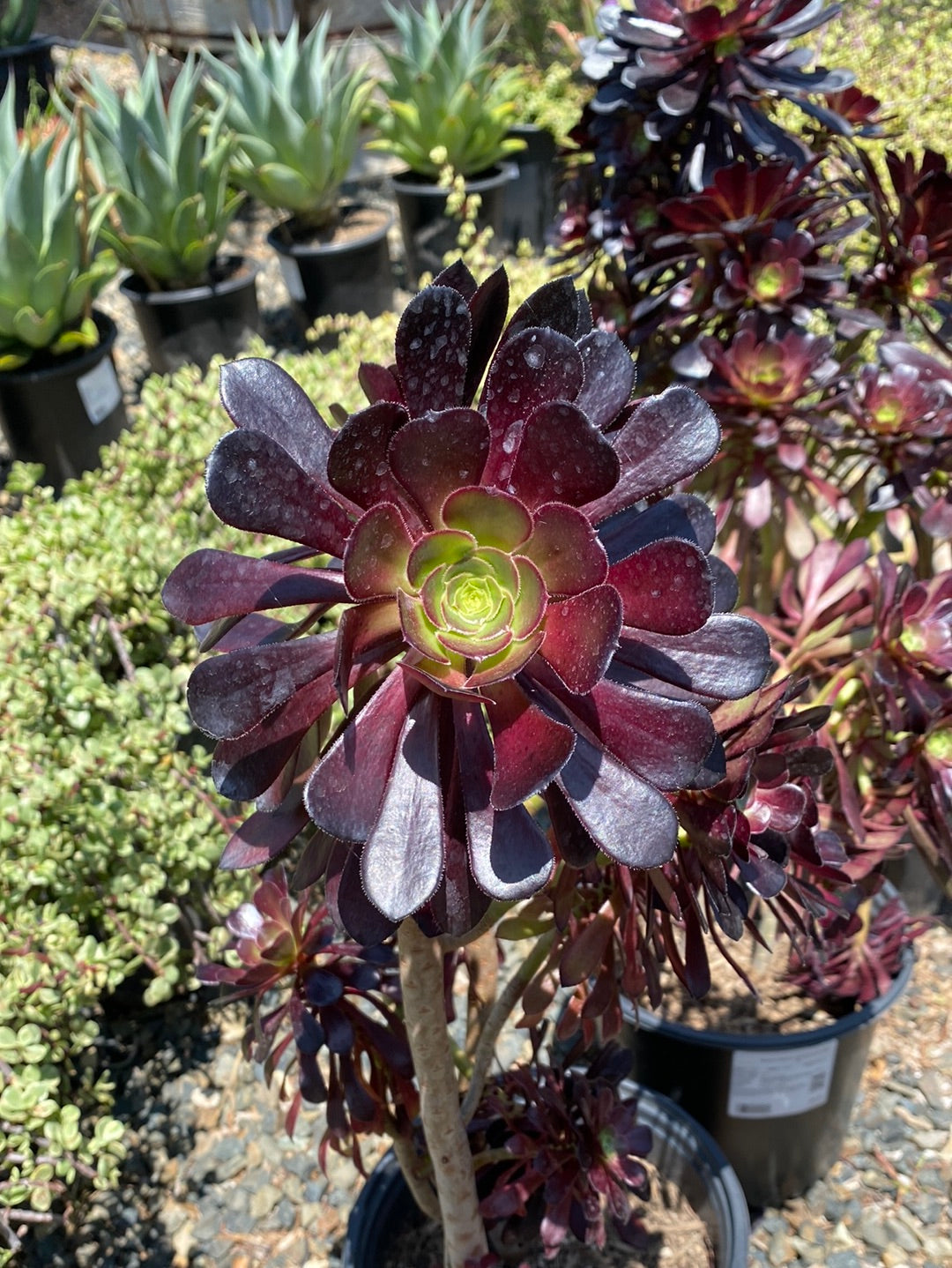 Aeonium arboreum &