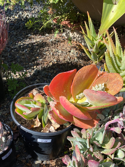 Kalanchoe luciae