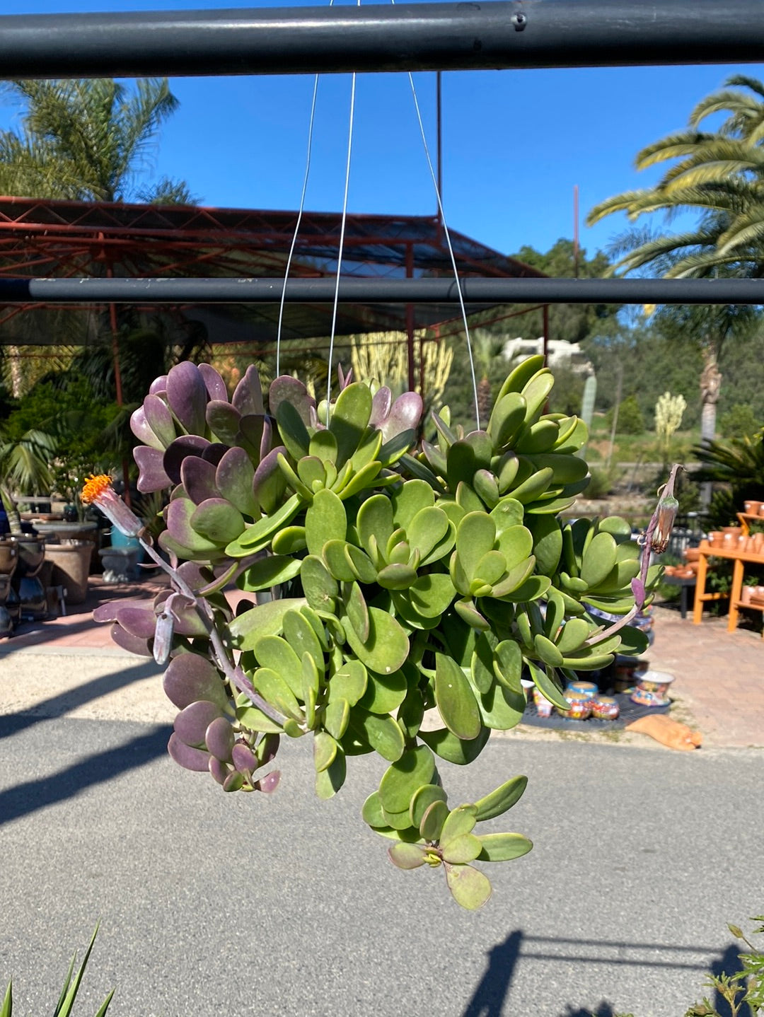 Senecio jacobsenii