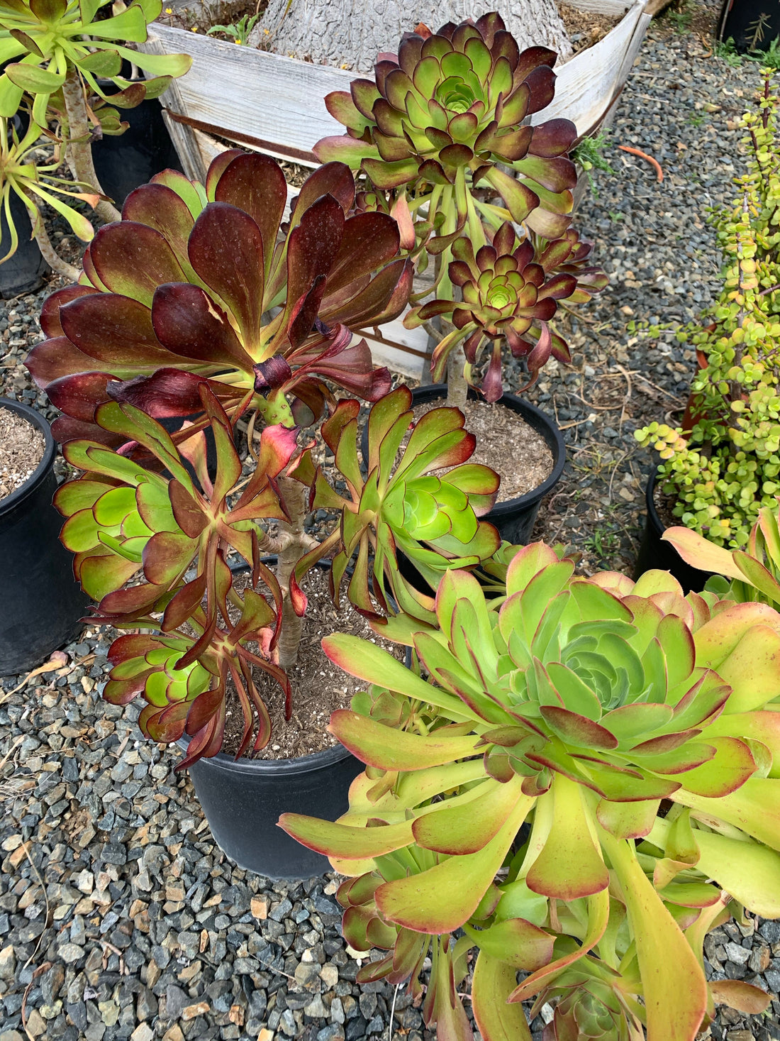 Aeonium Cyclops