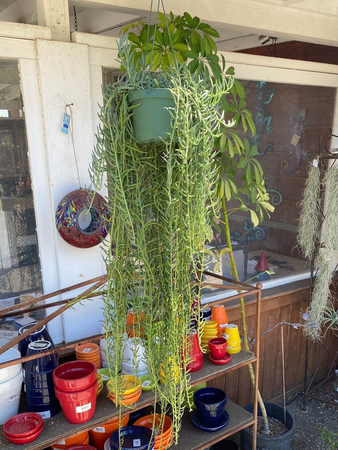 Senecio radicans ‘String of Fishhooks’