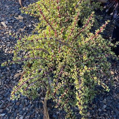 Portulacaria afra &