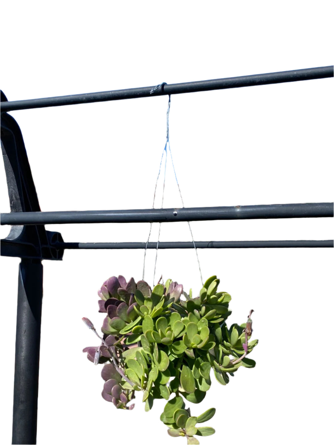 Senecio jacobsenii