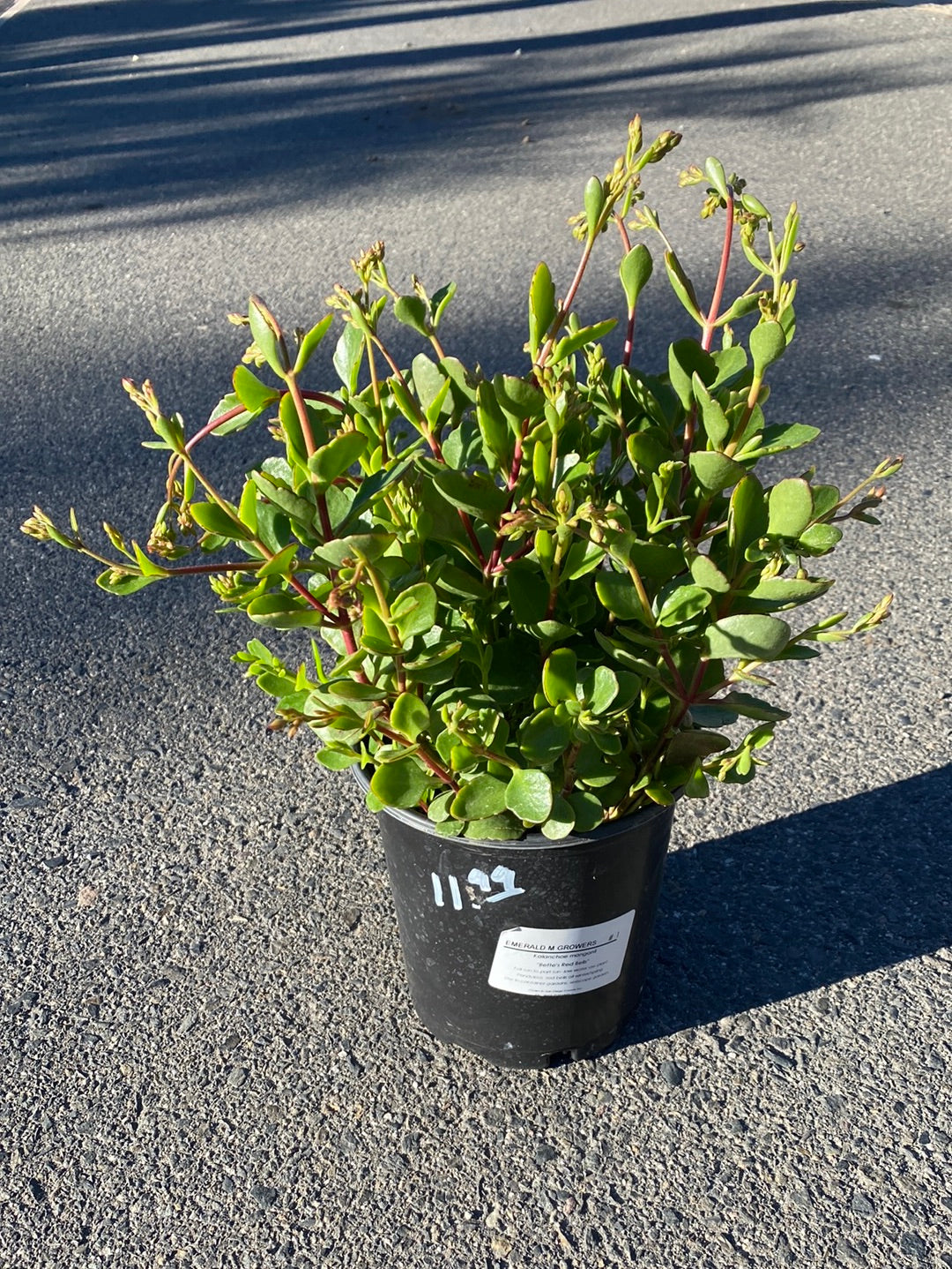 Kalanchoe manganii