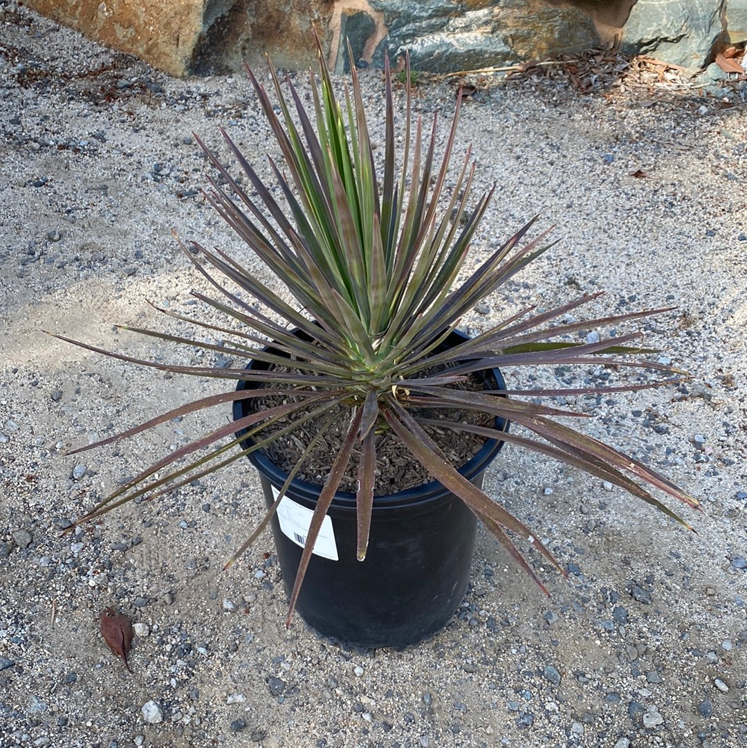 Yucca aloifolia &